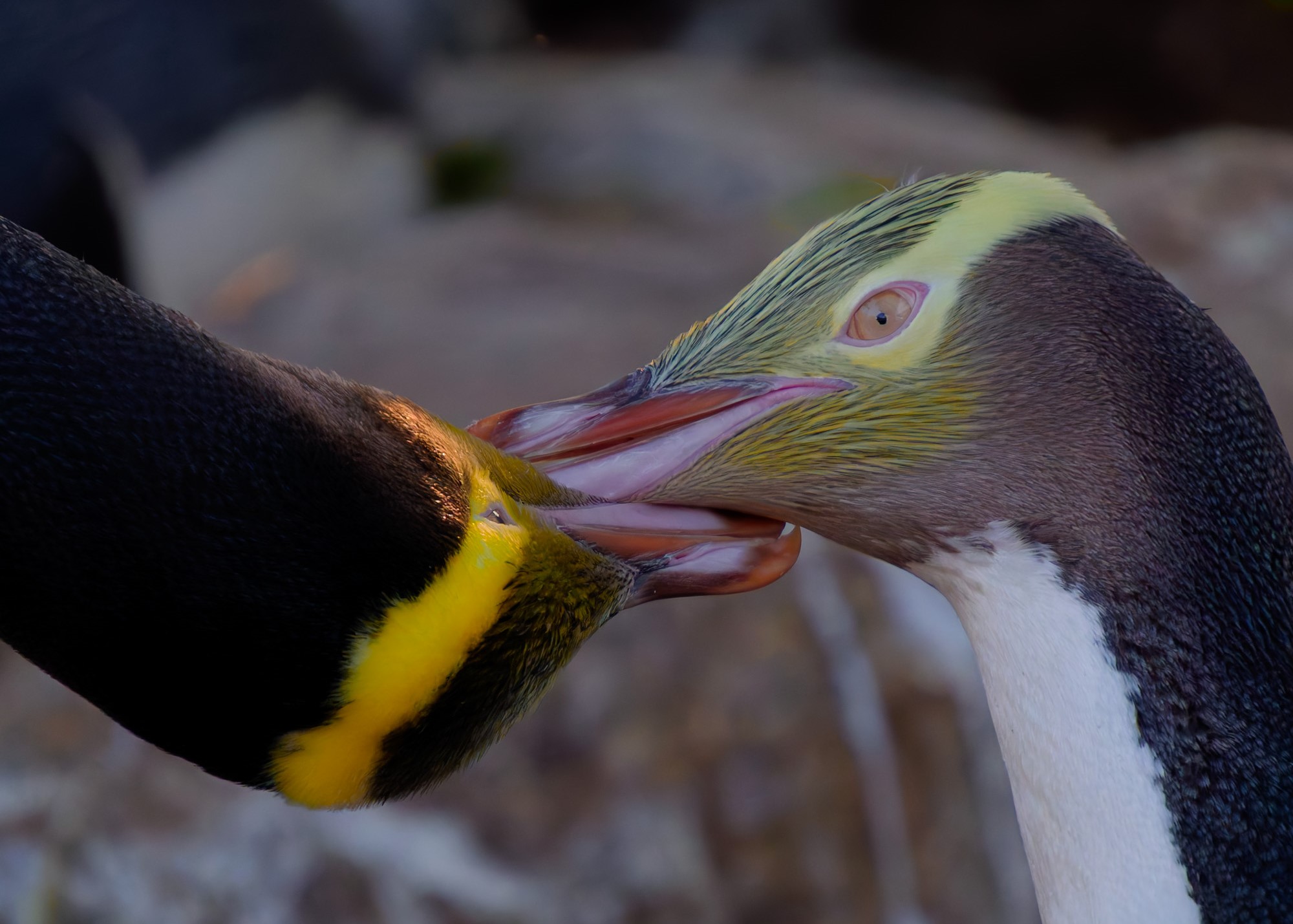 Solo Exhibition: A View From The Dwindle River