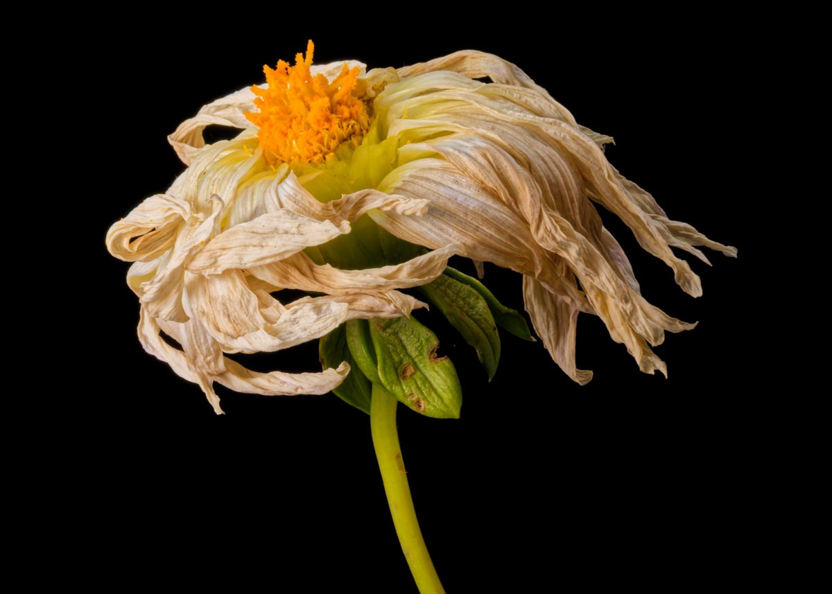 Greeting Card: The Dancer - Image 2