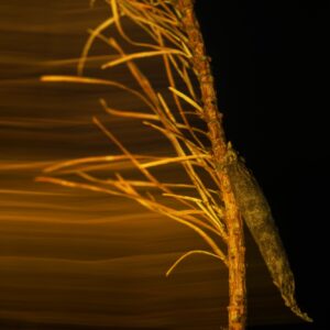 Limited Edition: "Instrument of the gods"