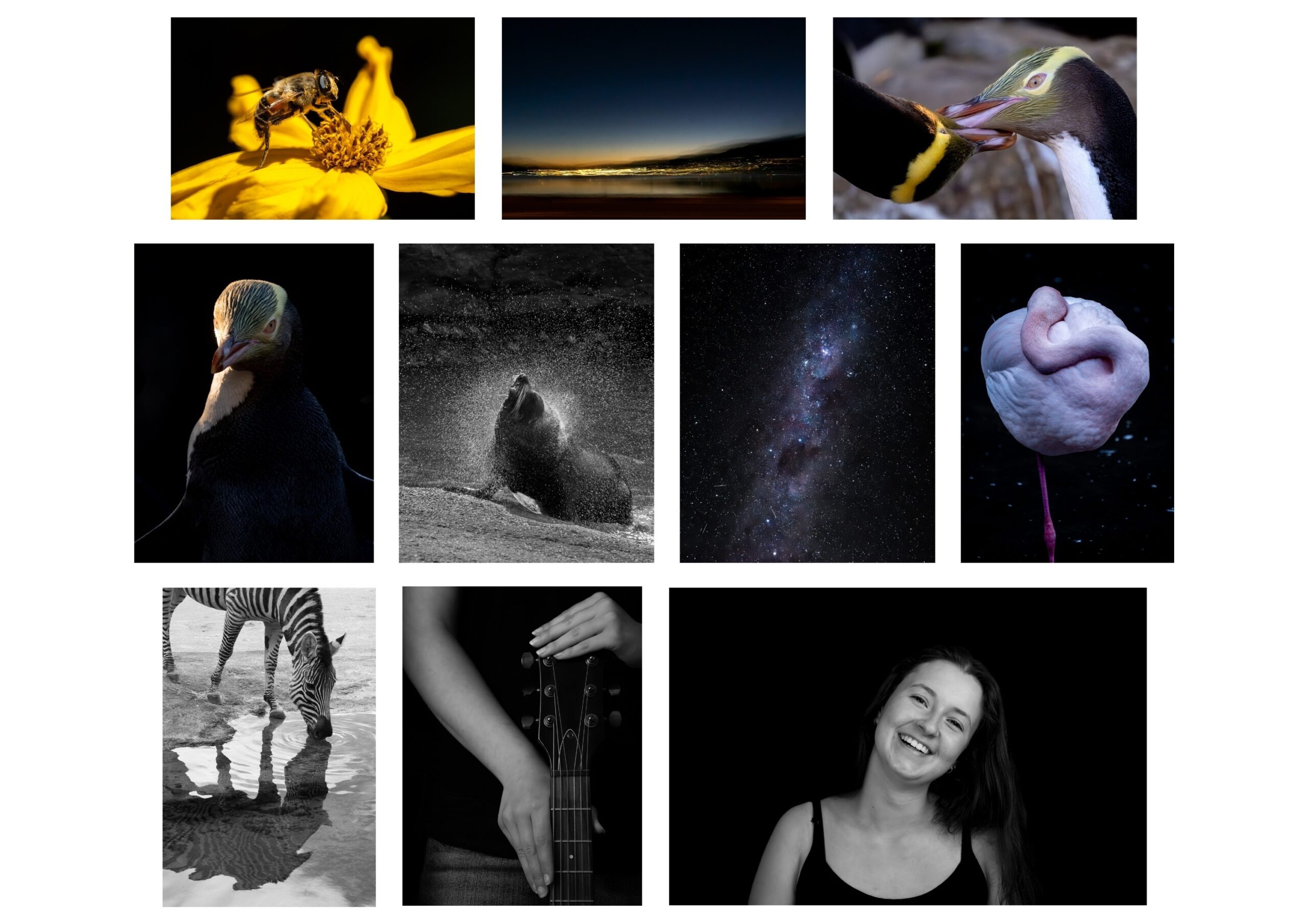 Honours Portfolio Submission – LPSNZ