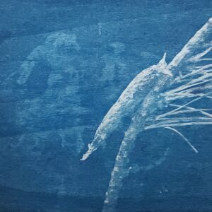 Open Edition: "Liothula omnivora"