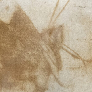 Anthotype Print: "Kahukōwhai in Brown"