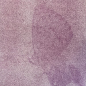 Anthotype Print: "Little Blue in Pink"