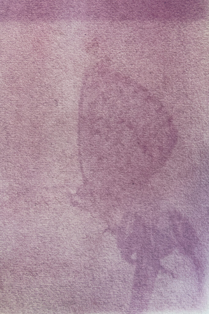 Anthotype Print: "Little Blue in Pink"