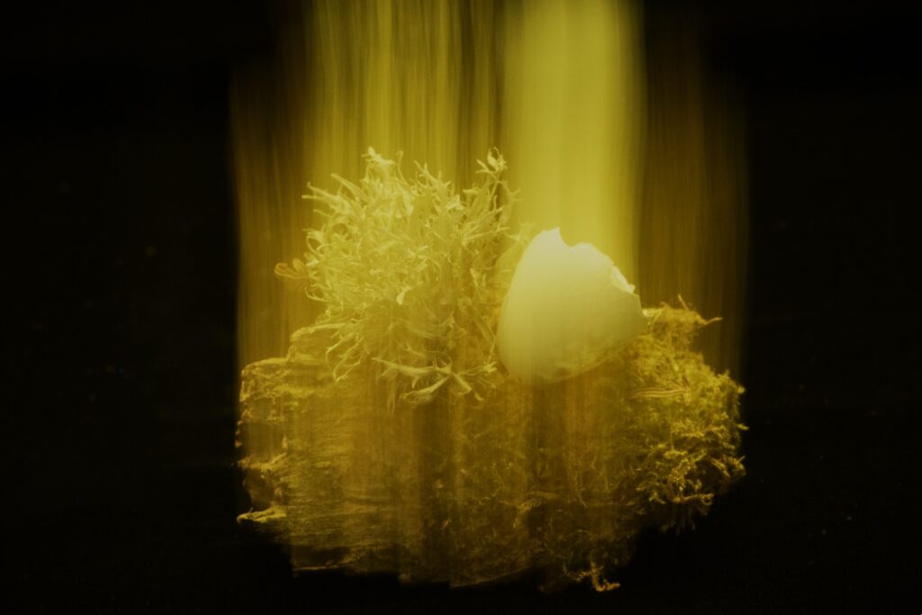 Limited Edition: "Ascension"