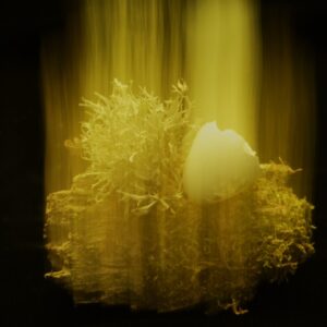 Limited Edition: "Ascension"