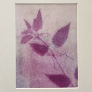 Anthotype Print: "Stinging Nettle in Pink"