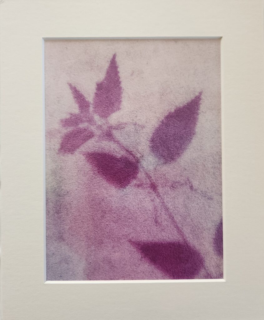 Anthotype Print: "Stinging Nettle in Pink"
