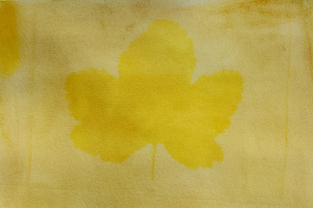 Anthotype Print: "Blueberry Leaf in Yellow"