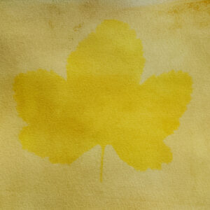 Anthotype Print: "Blueberry Leaf in Yellow"