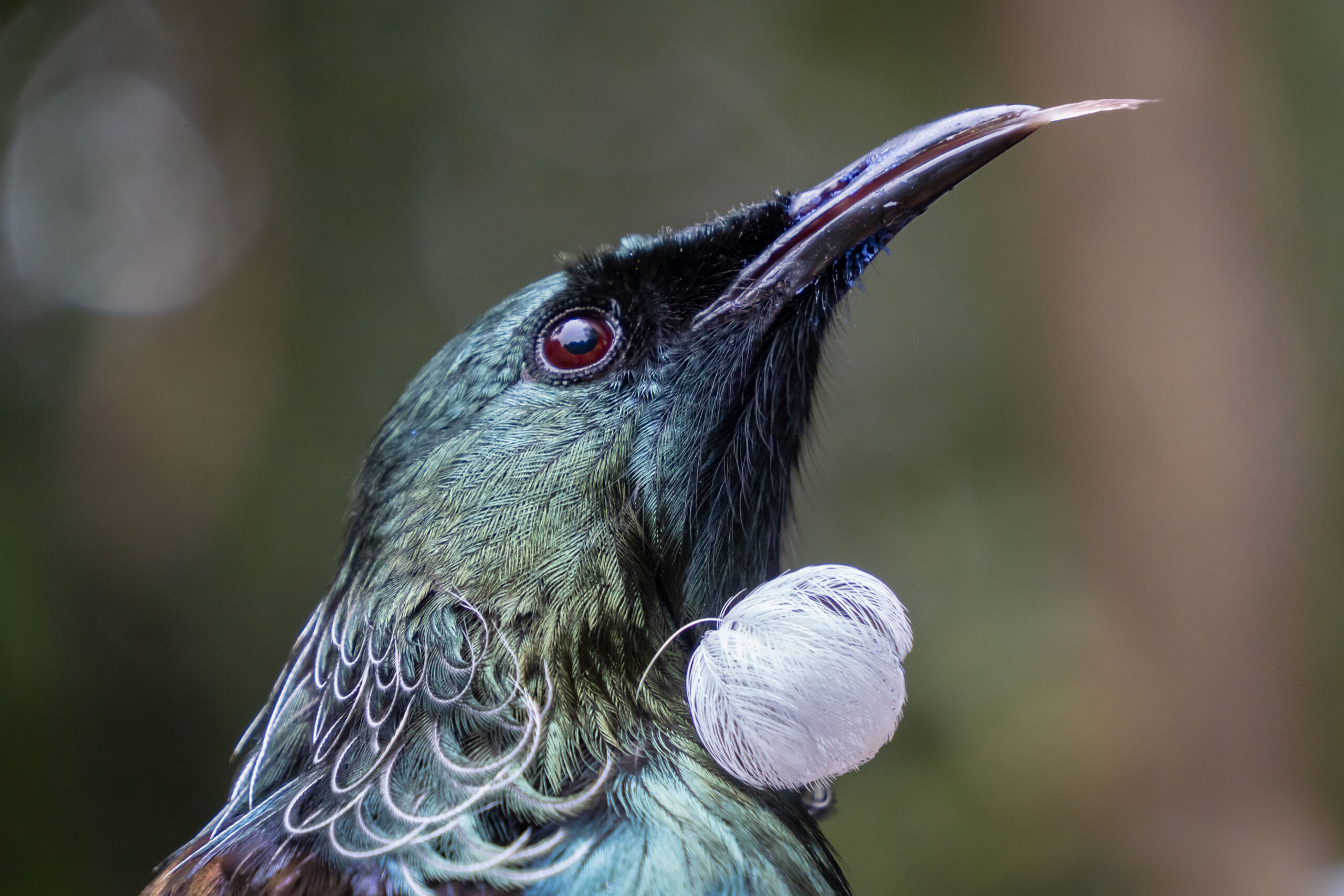 [COMING SOON] Solo Exhibition: In Our Backyard