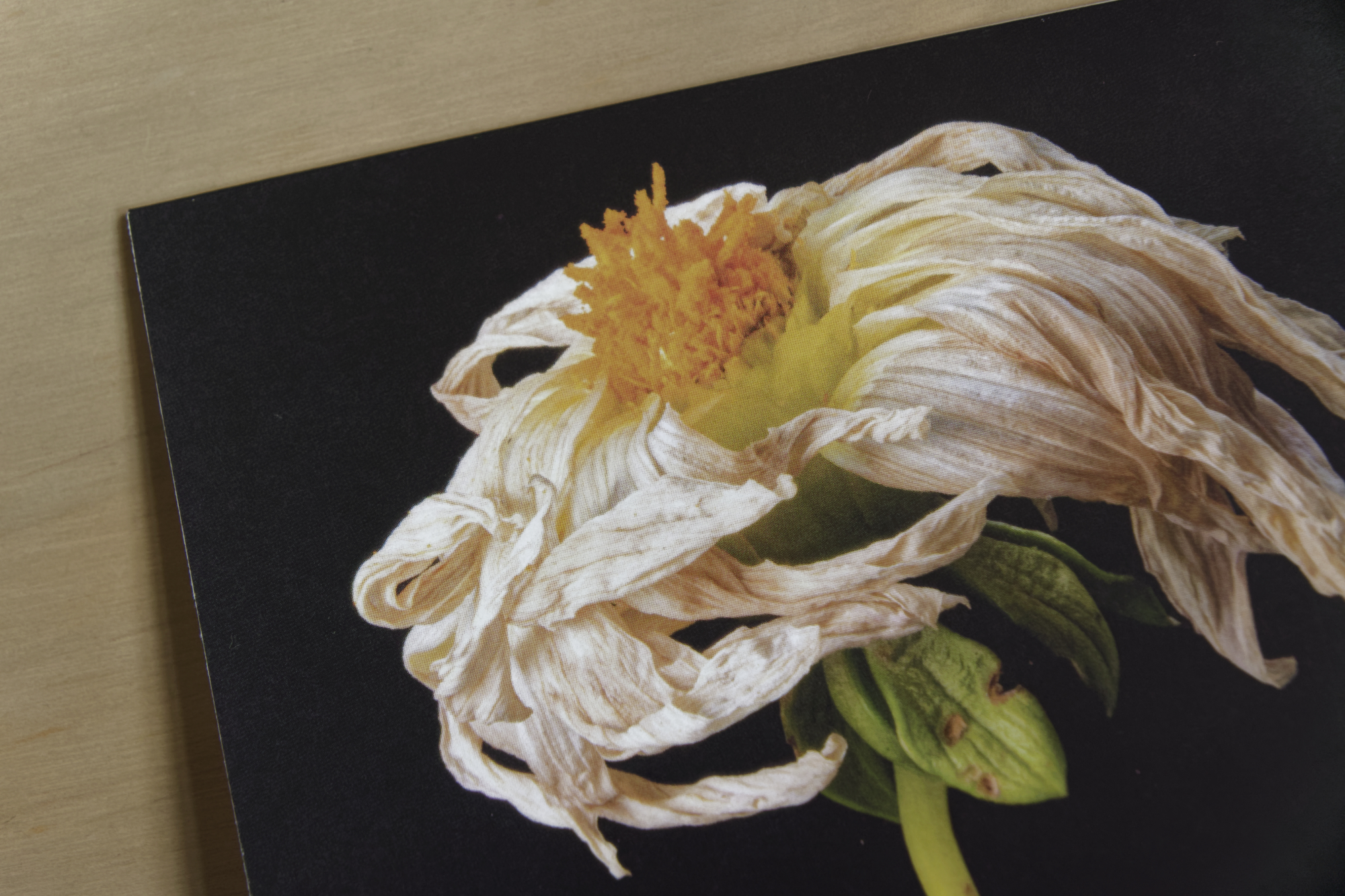 Greeting Card: The Dancer - Image 6