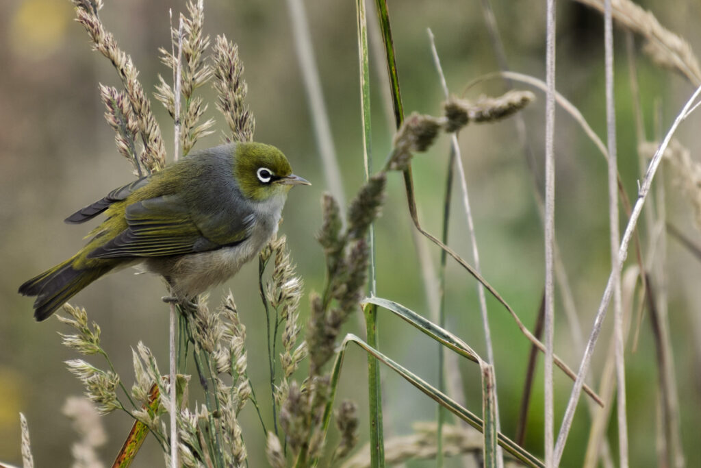 Tauhou/silvereye at Point Bush ecosanctuary in Waimate by Dwindle River Studio