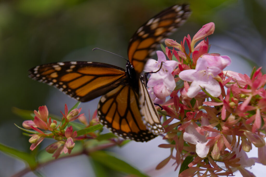 Monarch butterfly at Ōamaru Gardens by Dwindle River Studio