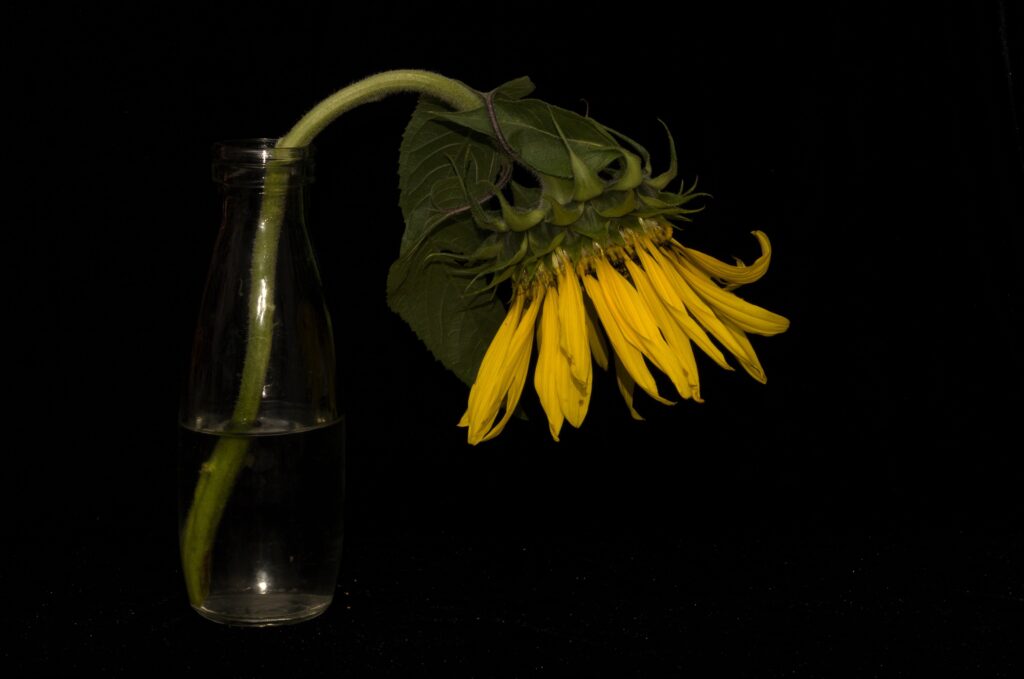 Still life wilted sunflower by Dwindle River Studio